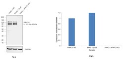 Invitrogen NFATC1 Monoclonal Antibody (7A6) 100 &mu;L; Unconjugated:Antibodies,