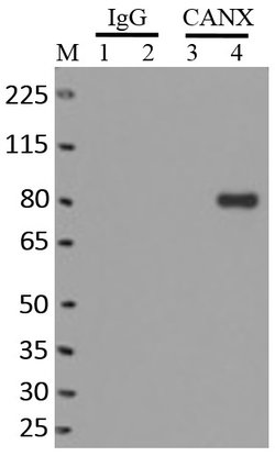 Calnexin Monoclonal Antibody (AF18), Invitrogen&trade;