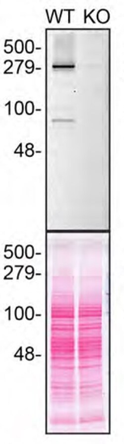 Invitrogen Huntingtin Monoclonal Antibody (1HU-4C8) 50 &mu;L; Unconjugated:Antibodies,