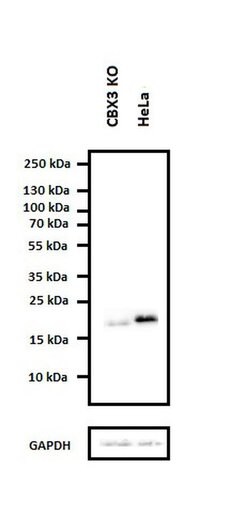 Invitrogen HP1 gamma Monoclonal Antibody (2MOD-1G6) 50 &mu;L; Unconjugated:Antibodies,