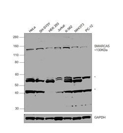 Invitrogen™ SMARCA5 Monoclonal Antibody (14SNF-1G2)