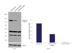 Invitrogen SMARCA5 Monoclonal Antibody (14SNF-1G2) 50 &mu;L; Unconjugated:Antibodies,