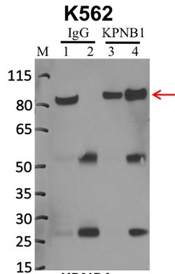Invitrogen Importin beta-1 Monoclonal Antibody (3E9) 100 &mu;g; Unconjugated:Antibodies,