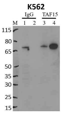 Invitrogen TAF15 Monoclonal Antibody (8TA-2B10) 50 &mu;L; Unconjugated:Antibodies,