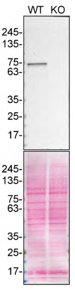 Invitrogen TAF15 Monoclonal Antibody (8TA-2B10) 50 &mu;L; Unconjugated:Antibodies,
