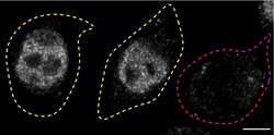 Invitrogen FUS Monoclonal Antibody (1FU-1D2) 50 &mu;L; Unconjugated:Antibodies,
