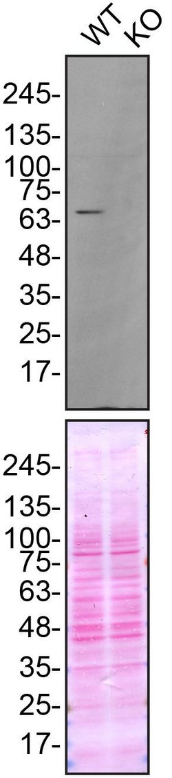 Invitrogen FUS Monoclonal Antibody (1FU-1D2) 50 &mu;L; Unconjugated:Antibodies,