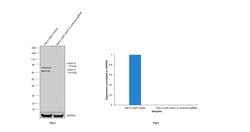 Invitrogen Lamin A/C Monoclonal Antibody (mab636) 200 &mu;L; Unconjugated:Antibodies,