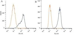 Invitrogen AIP Monoclonal Antibody (35-2) 100 &mu;L; Unconjugated:Antibodies,