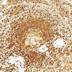 Invitrogen AIP Monoclonal Antibody (35-2) 100 &mu;L; Unconjugated:Antibodies,
