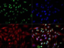 Invitrogen CITED2 Monoclonal Antibody (JA22) 100 &mu;L | Buy Online | Invitrogen&trade; | Fisher Scientific