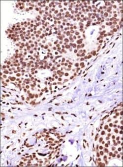 Invitrogen CITED2 Monoclonal Antibody (JA22) 100 &mu;L; Unconjugated:Antibodies,