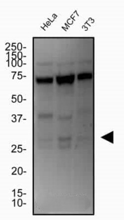 Invitrogen CITED2 Monoclonal Antibody (JA22) 100 &mu;L | Buy Online | Invitrogen&trade; | Fisher Scientific