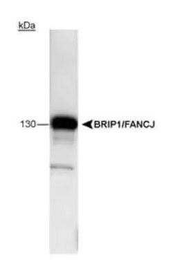 Invitrogen BRIP1 Monoclonal Antibody (pp15-IB4) 100 &mu;L; Unconjugated:Antibodies,