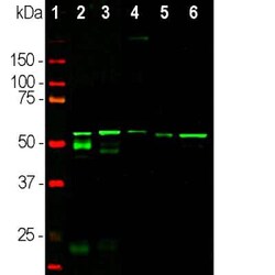 Invitrogen Peripherin Monoclonal Antibody (8G2) 100 &mu;L; Unconjugated:Antibodies,