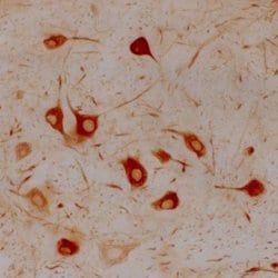 Invitrogen alpha Internexin Monoclonal Antibody (2E3) 100 &mu;L; Unconjugated:Antibodies,
