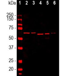 Invitrogen alpha Internexin Monoclonal Antibody (2E3) 100 &mu;L; Unconjugated:Antibodies,