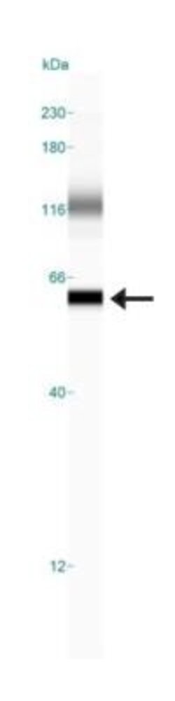 Invitrogen alpha Internexin Monoclonal Antibody (2E3) 100 &mu;L; Unconjugated:Antibodies,