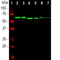 Invitrogen alpha Internexin Monoclonal Antibody (1D2) 500 &mu;L; Unconjugated:Antibodies,