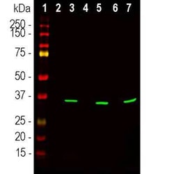 Invitrogen Fibrillarin Monoclonal Antibody (38F3) 250 &mu;L; Unconjugated:Anticuerpos