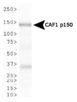 Invitrogen CAF1 p150 Monoclonal Antibody (SS 1 1-13) 200 &mu;L | Buy Online | Invitrogen&trade; | Fisher Scientific