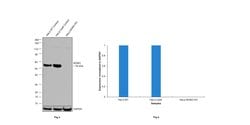 Invitrogen NONO Monoclonal Antibody (78-1 C) 100 &mu;L; Unconjugated:Antibodies,