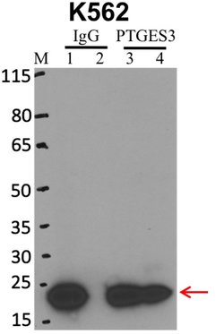Invitrogen p23 Monoclonal Antibody (JJ3) 100 &mu;L; Unconjugated:Antibodies,