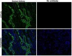 Invitrogen ATP1A1 Monoclonal Antibody (M7-PB-E9), Alexa Fluor 488 50 &mu;L;