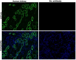 Invitrogen ATP1A1 Monoclonal Antibody (M7-PB-E9), Alexa Fluor 488 50 &mu;L;