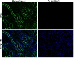 Invitrogen ATP1A1 Monoclonal Antibody (M7-PB-E9), Alexa Fluor 488 50 &mu;L;