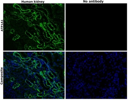 Invitrogen ATP1A1 Monoclonal Antibody (M7-PB-E9), Alexa Fluor 488 50 &mu;L;