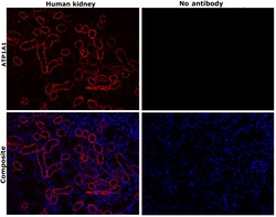 Invitrogen ATP1A1 Monoclonal Antibody (M7-PB-E9), Alexa Fluor 555 50 &mu;L;