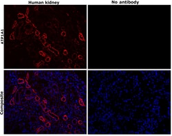 Invitrogen ATP1A1 Monoclonal Antibody (M7-PB-E9), Alexa Fluor 555 50 &mu;L;