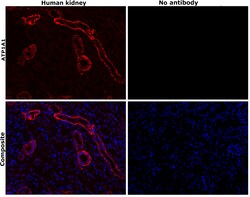 Invitrogen ATP1A1 Monoclonal Antibody (M7-PB-E9), Alexa Fluor 555 50 &mu;L;