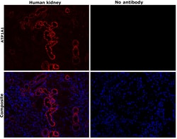 Invitrogen ATP1A1 Monoclonal Antibody (M7-PB-E9), Alexa Fluor 555 50 &mu;L;