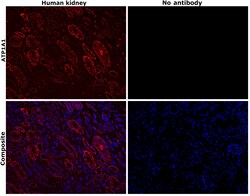 Invitrogen ATP1A1 Monoclonal Antibody (M7-PB-E9), Alexa Fluor 647 50 &mu;L;