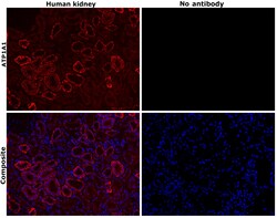 Invitrogen ATP1A1 Monoclonal Antibody (M7-PB-E9), Alexa Fluor 647 50 &mu;L;