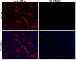 Invitrogen ATP1A1 Monoclonal Antibody (M7-PB-E9), Alexa Fluor 647 50 &mu;L;