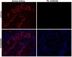 Invitrogen ATP1A1 Monoclonal Antibody (M7-PB-E9), Alexa Fluor 647 50 &mu;L;