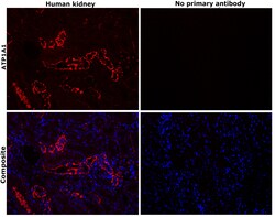 Invitrogen ATP1A1 Monoclonal Antibody (M7-PB-E9) 400 &mu;L; Unconjugated:Antibodies,