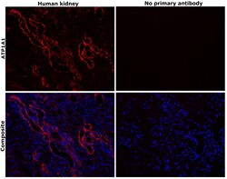 Invitrogen ATP1A1 Monoclonal Antibody (M7-PB-E9) 400 &mu;L; Unconjugated:Antibodies,