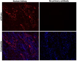 Invitrogen ATP1A1 Monoclonal Antibody (M7-PB-E9) 400 &mu;L; Unconjugated:Antibodies,
