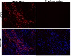 Invitrogen ATP1A1 Monoclonal Antibody (M7-PB-E9) 400 &mu;L; Unconjugated:Antibodies,