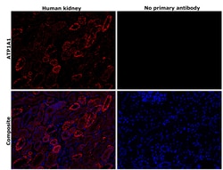 Invitrogen ATP1A1 Monoclonal Antibody (M7-PB-E9) 400 &mu;L; Unconjugated:Antibodies,