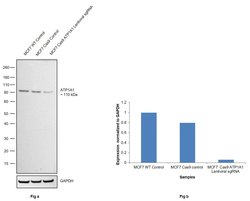 ATP1A1 Monoclonal Antibody (M7-PB-E9), Invitrogen 400 &mu;L; Unconjugated:Antibodies,