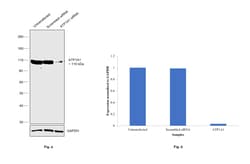 Invitrogen ATP1A1 Monoclonal Antibody (M7-PB-E9) 400 &mu;L; Unconjugated:Antibodies,