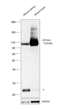 Invitrogen ATP1A1 Monoclonal Antibody (M7-PB-E9) 400 &mu;L; Unconjugated:Antibodies,