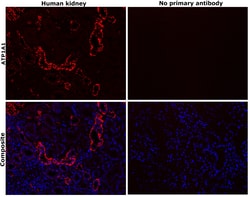 Invitrogen ATP1A1 Monoclonal Antibody (M8-P1-A3) 100 &mu;g; Unconjugated:Antibodies,