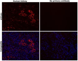 Invitrogen ATP1A1 Monoclonal Antibody (M8-P1-A3) 100 &mu;g; Unconjugated:Antibodies,