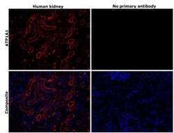 Invitrogen ATP1A1 Monoclonal Antibody (M8-P1-A3) 100 &mu;g; Unconjugated:Antibodies,